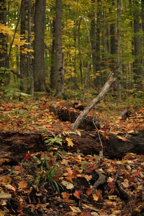 Free Forest in Autumn Stock Photo