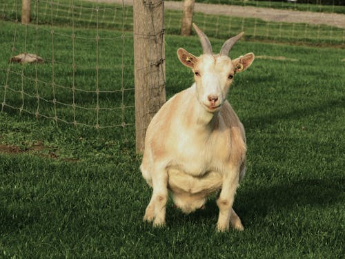 Goat Squatting on a Grass