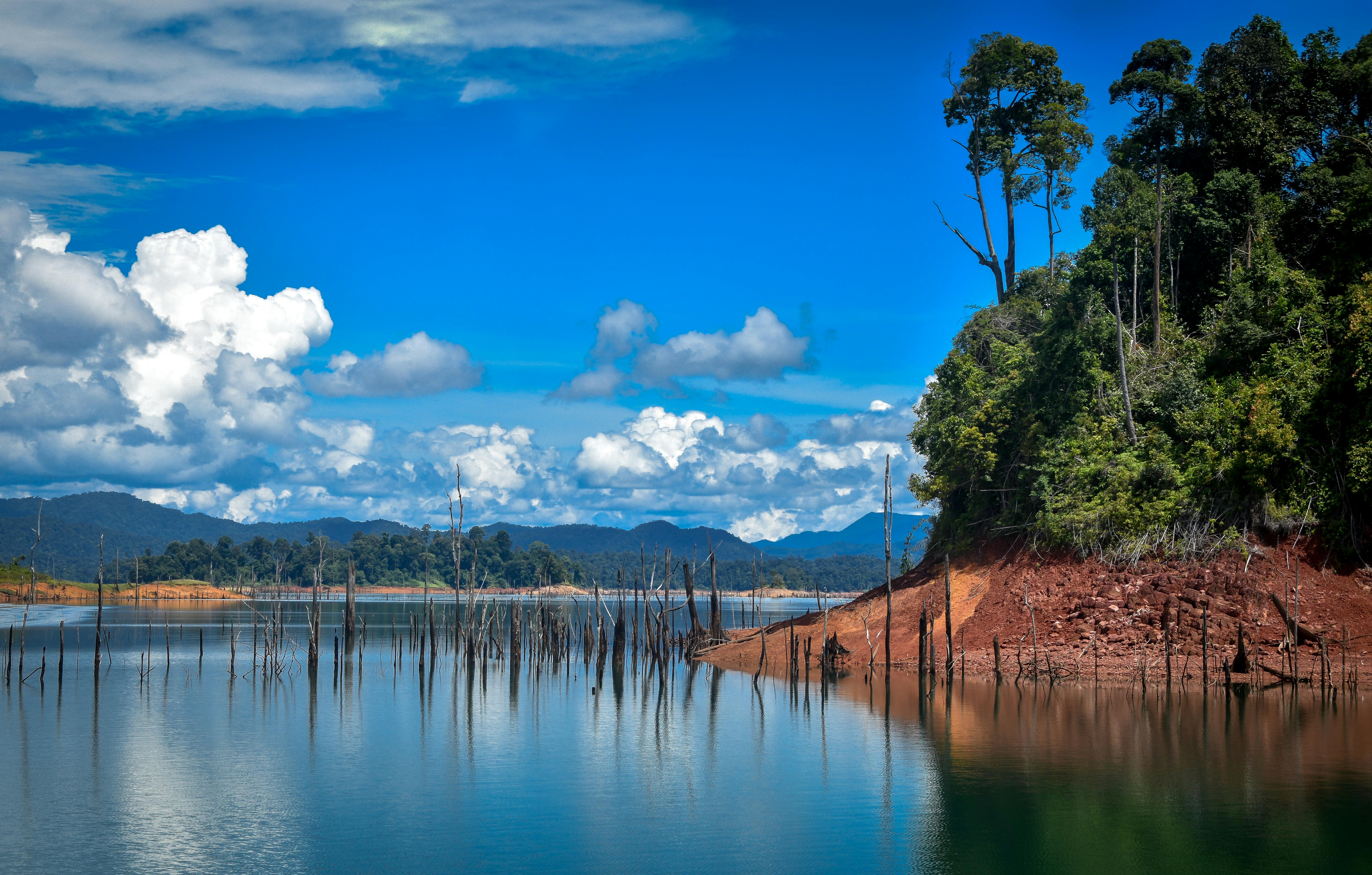 Trees Growing Out of Water · Free Stock Photo
