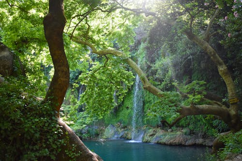 Immagine gratuita di boschi, bosco, cascata