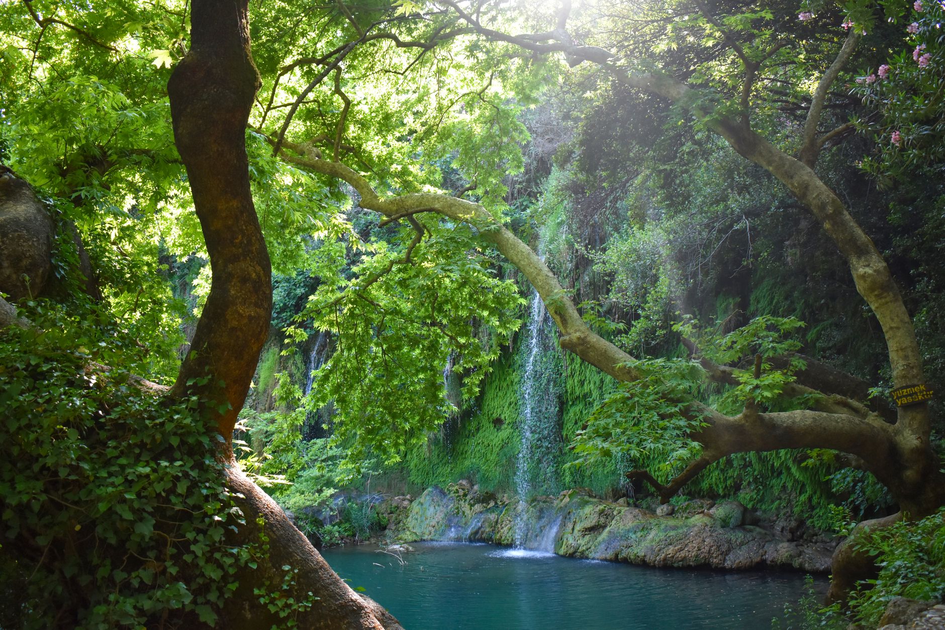 Tranquil waterfall cascading amidst lush green forest, embodying natural serenity and beauty.