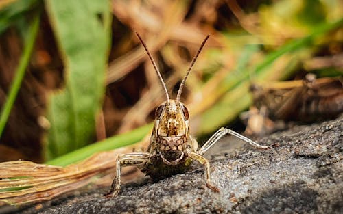 Grasshopper on Ground