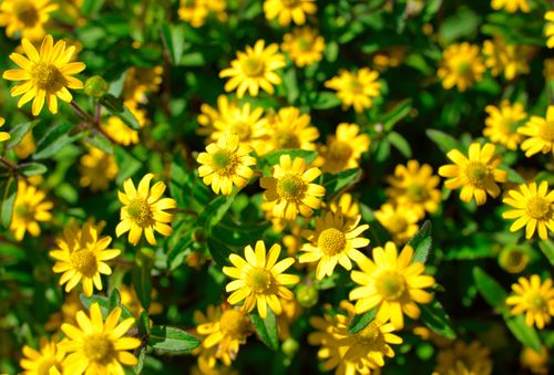 Free A close-up of vivid yellow Mexican Creeping Zinnia flowers in full bloom, showcasing nature's beauty. Stock Photo