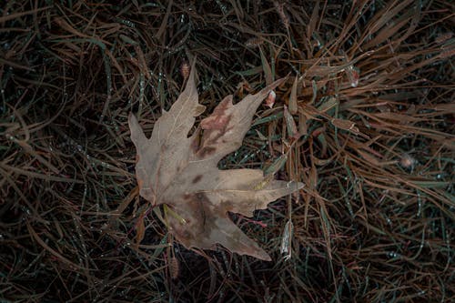 Free stock photo of autumn, bitki, leaf