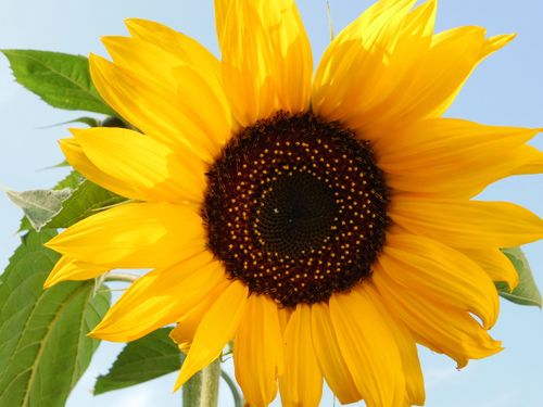 Free Close-up of a bright sunflower in full bloom against a clear blue sky in Edmonton, Canada. Stock Photo