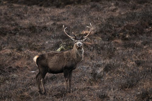 Immagine gratuita di cervo battriano, fotografia di animali, fotografia naturalistica