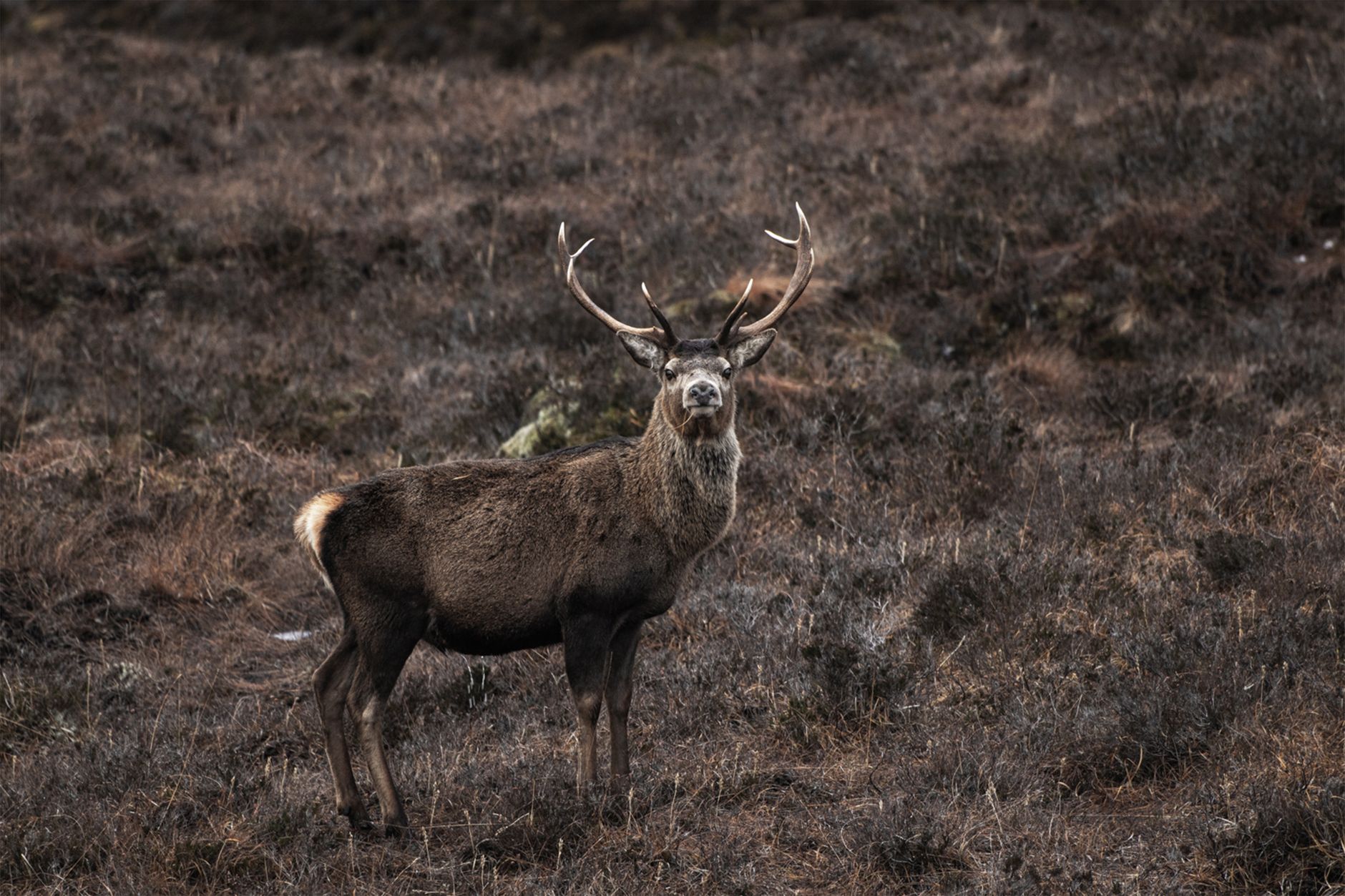 Der Hirsch