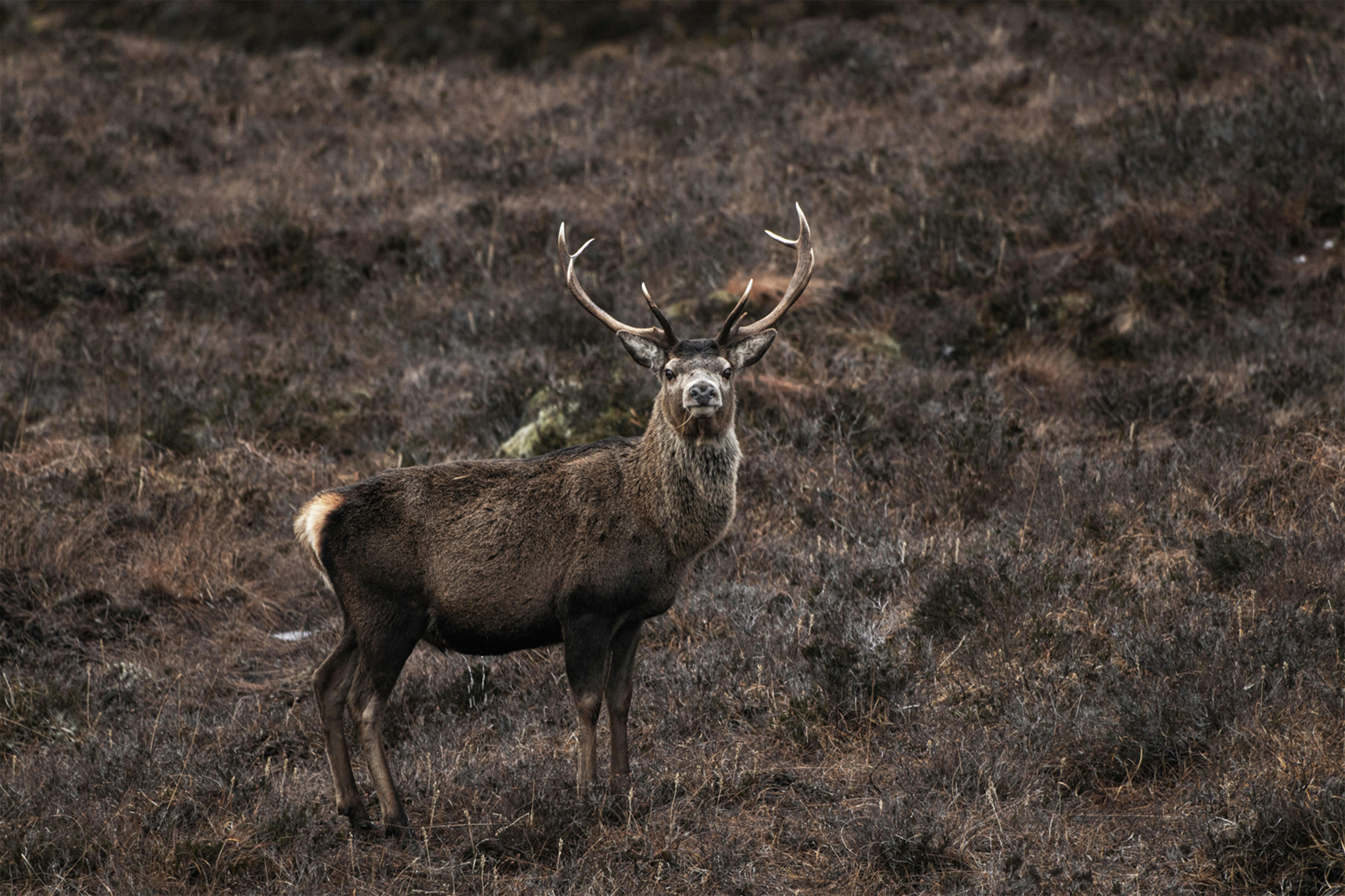 grátis Foto profissional grátis de animais selvagens, animal, animal selvagem Foto profissional