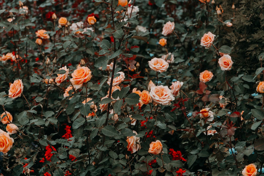 Photo of Rose Flowers