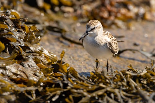 Portrait of a Red-necked Stint