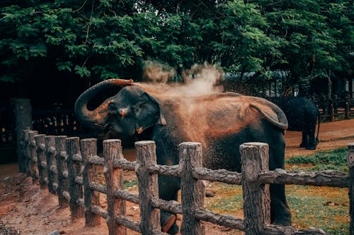 Gajah Menuangkan Diri Dengan Pasir