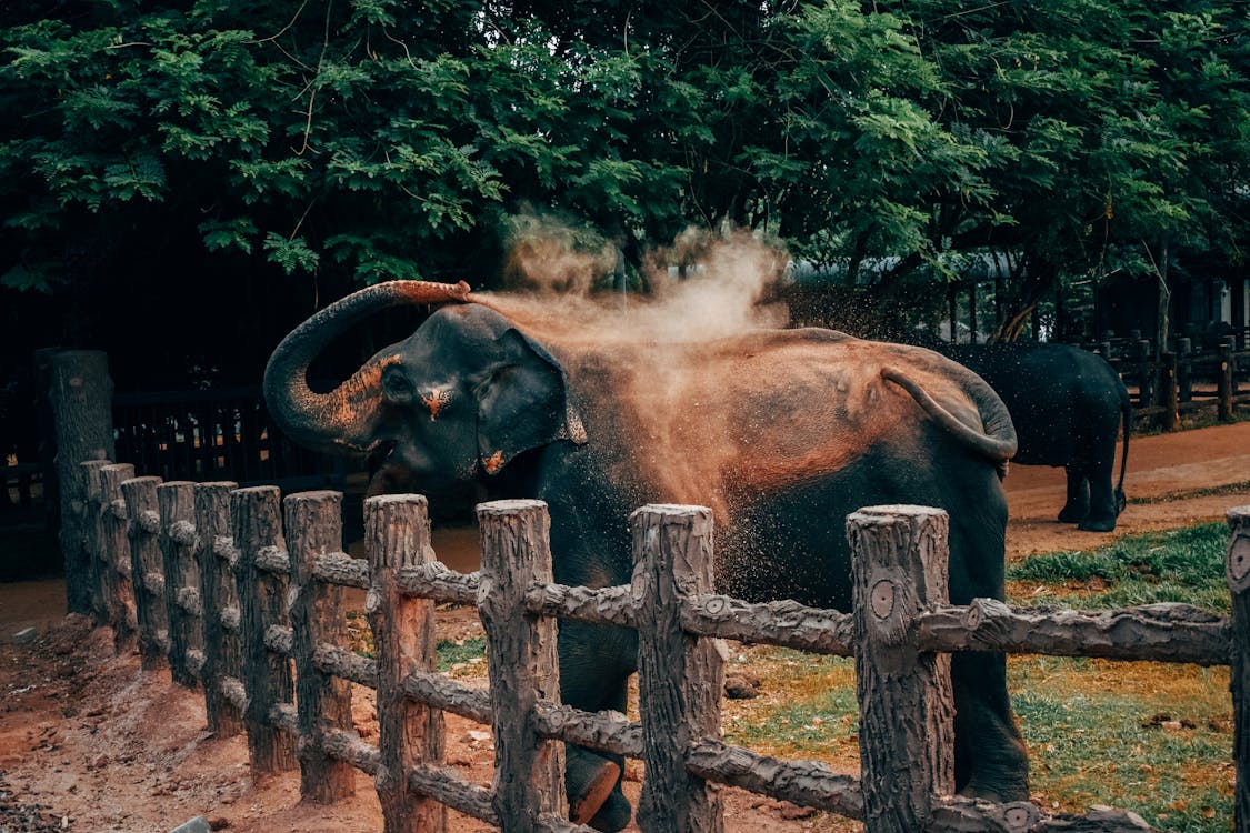 Photo of Elephant Pouring Itself With Sand