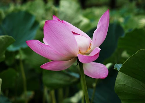 Kostenloses Stock Foto zu blütenblätter, grüne blätter, lotus