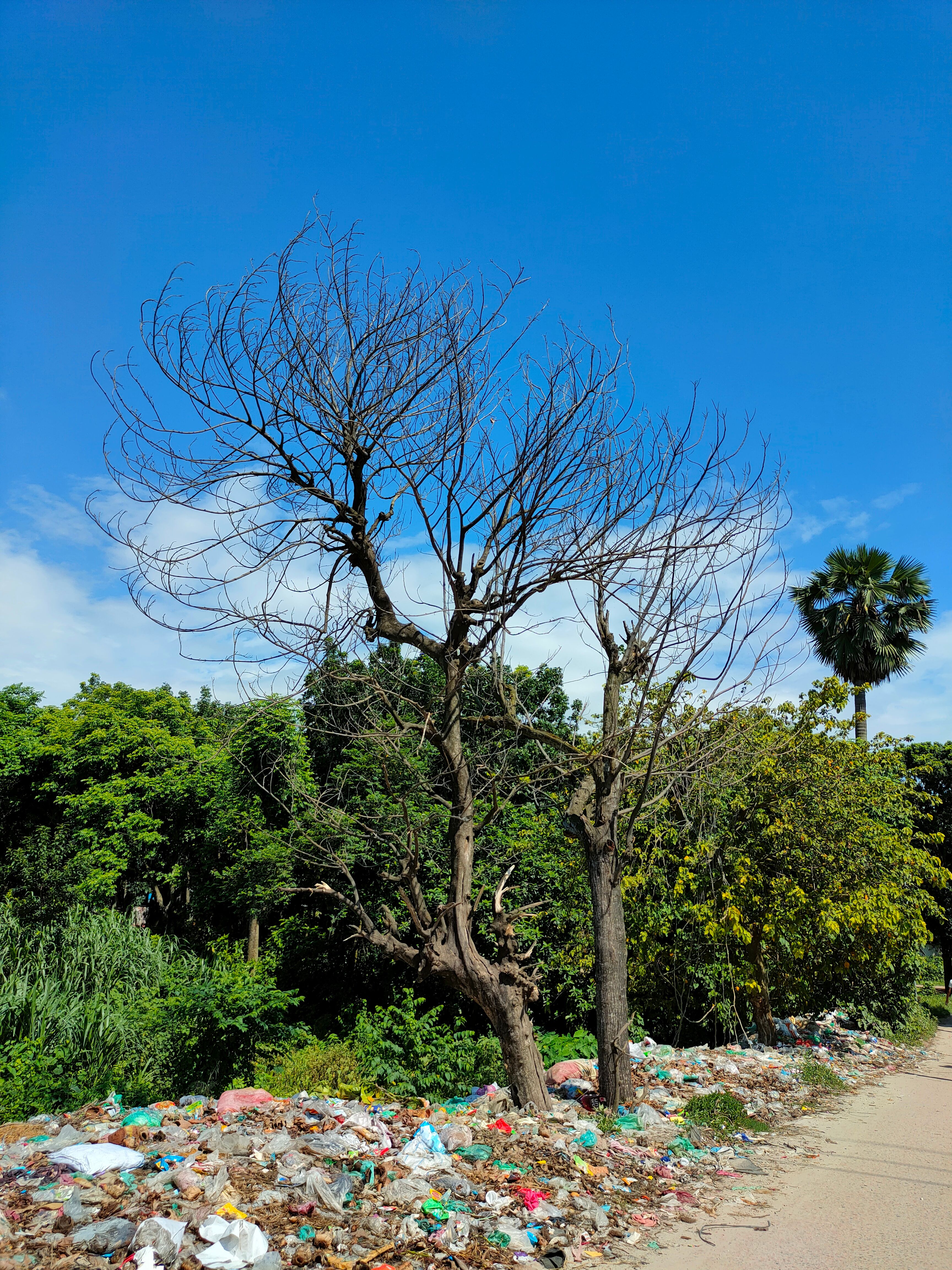 Images Of Deforestation Photos, Download The BEST Free Images Of ...