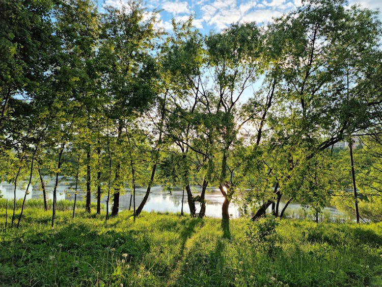 Trees Growing On River Bank In Summer