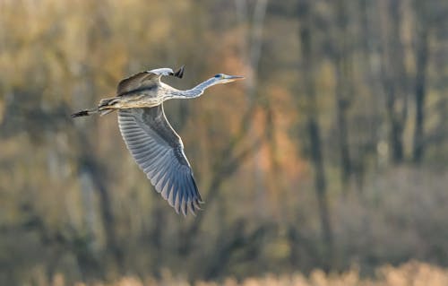 Imagine de stoc gratuită din a închide, fotografie cu animale sălbatice, fotografie de animale