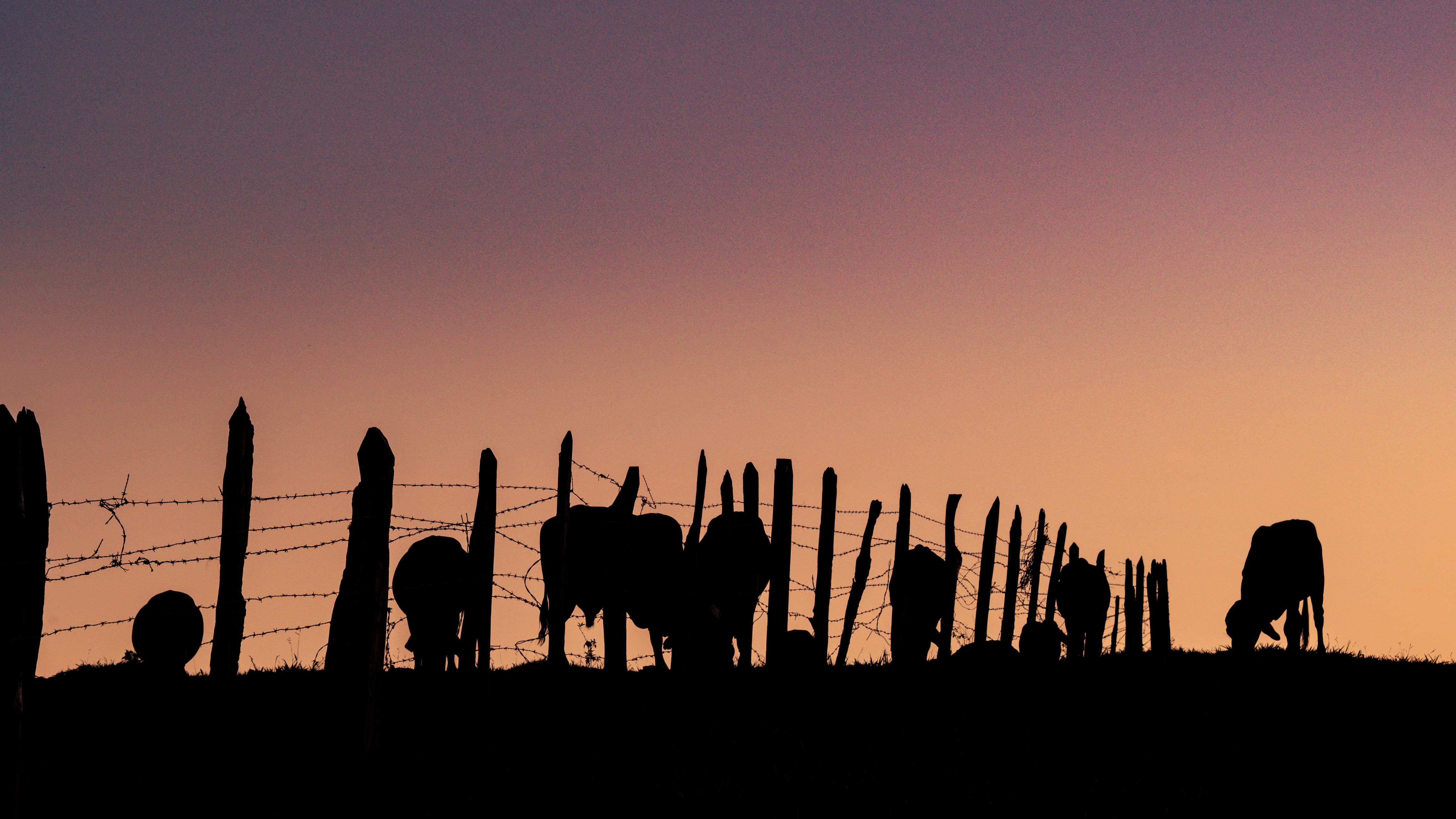 Cattle grazing at sunset on a Texas Hill Country ranch