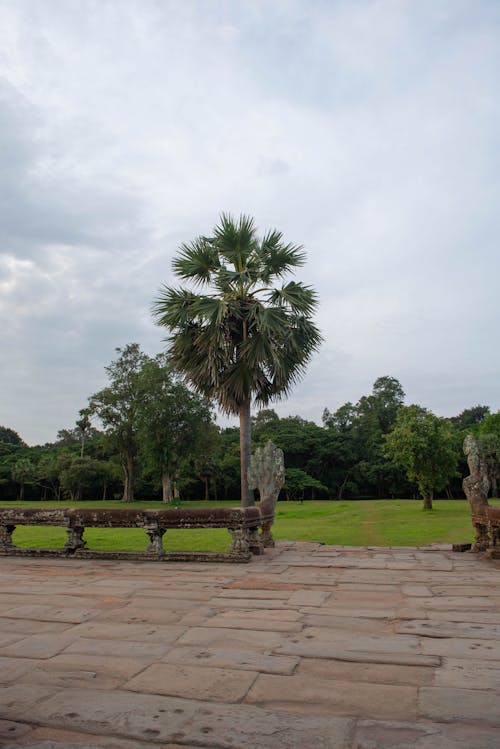 Palms in a Park