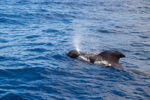Бесплатное стоковое фото с вода, дельфин, кит