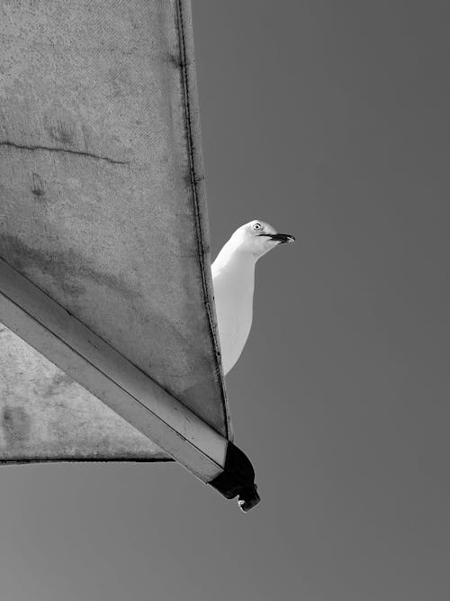 Seagull Sitting on a Roof in Black and White