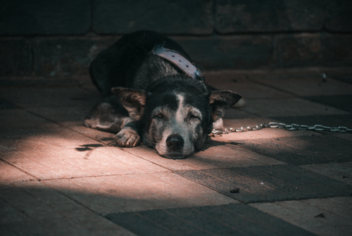 Free A tired dog lies chained on sunlit pavement, conveying solitude. Stock Photo