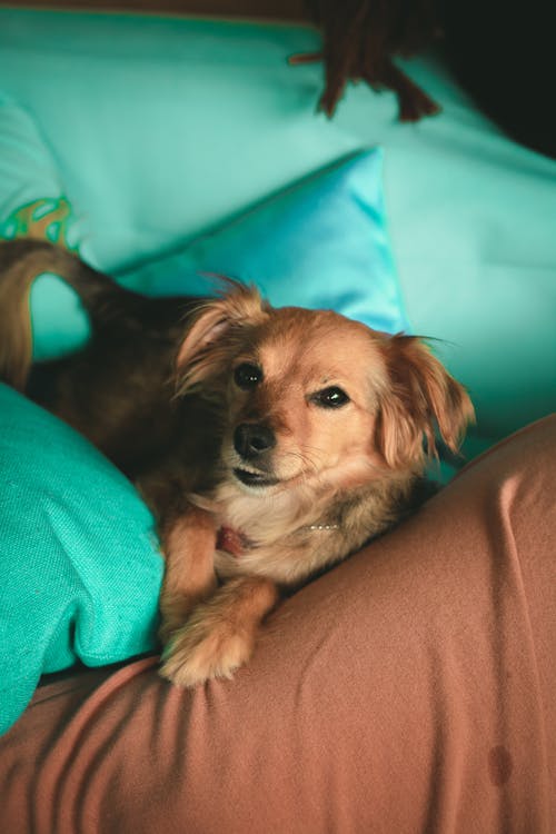 Foto Anjing Berbaring Di Sofa