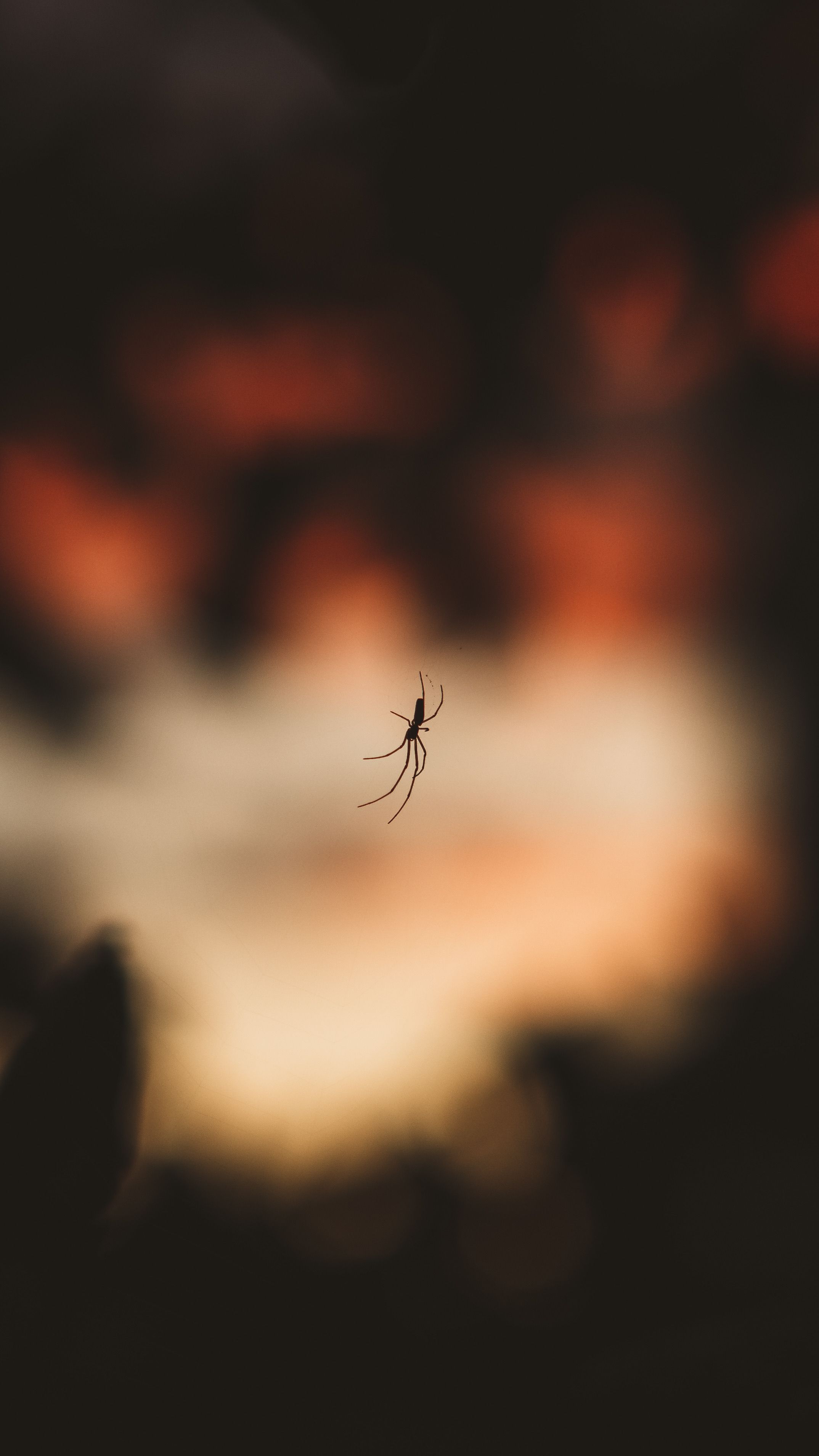 Spider Hovering in Air · Free Stock Photo