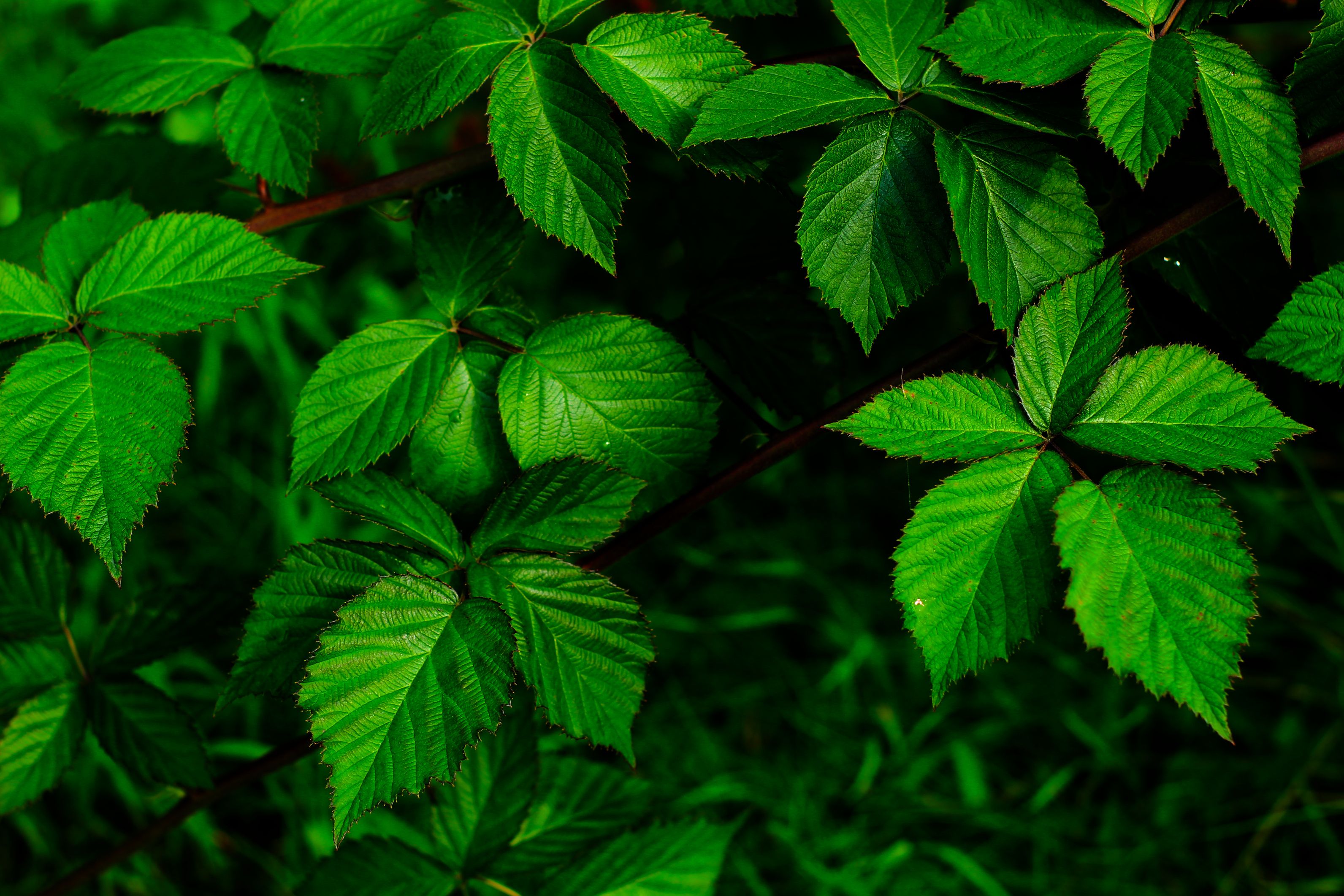 cannabis benefits — Photo by Gosia K on Pexels