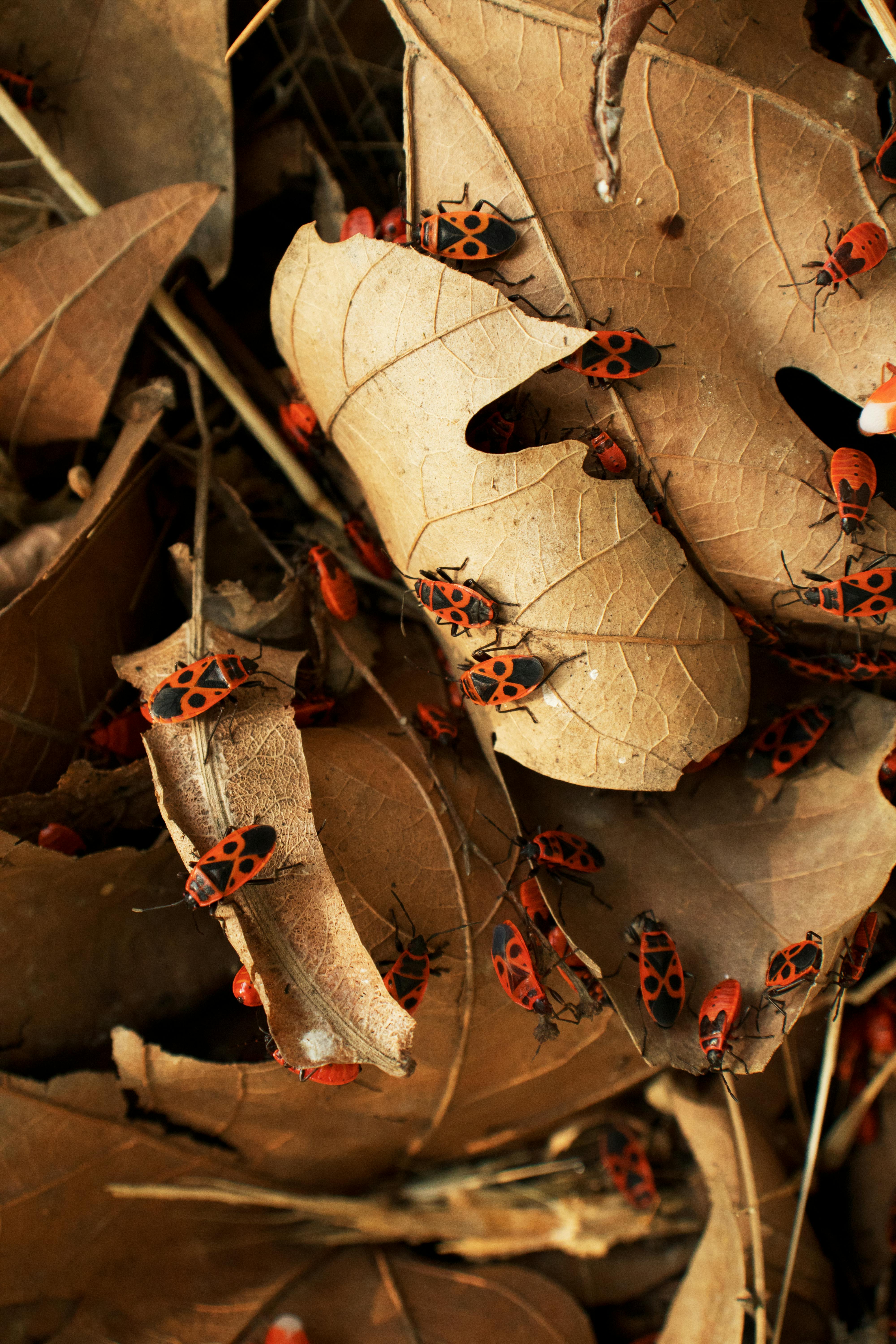 Close-up of red and black bugs on dry brown leaves, showcasing nature's patterns in autumn.