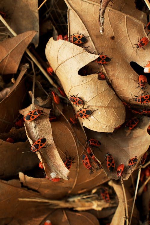 Darmowe zdjęcie z galerii z brązowy, chrząszcze, fotografia przyrodnicza