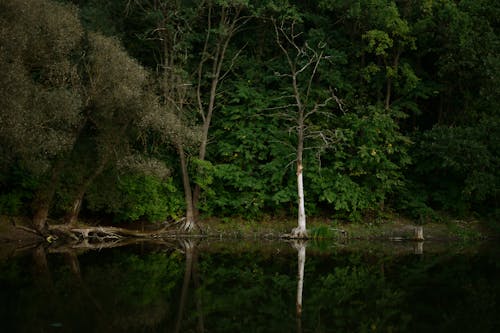 ağaçlar, bakir bölge, göl içeren Ücretsiz stok fotoğraf