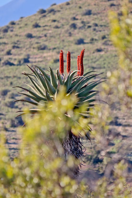 Kostnadsfri bild av aloe, Aloe Vera, blomma