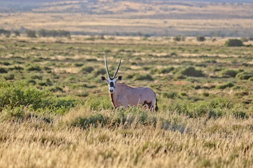 Kostnadsfri bild av djur, oryx, Sydafrika