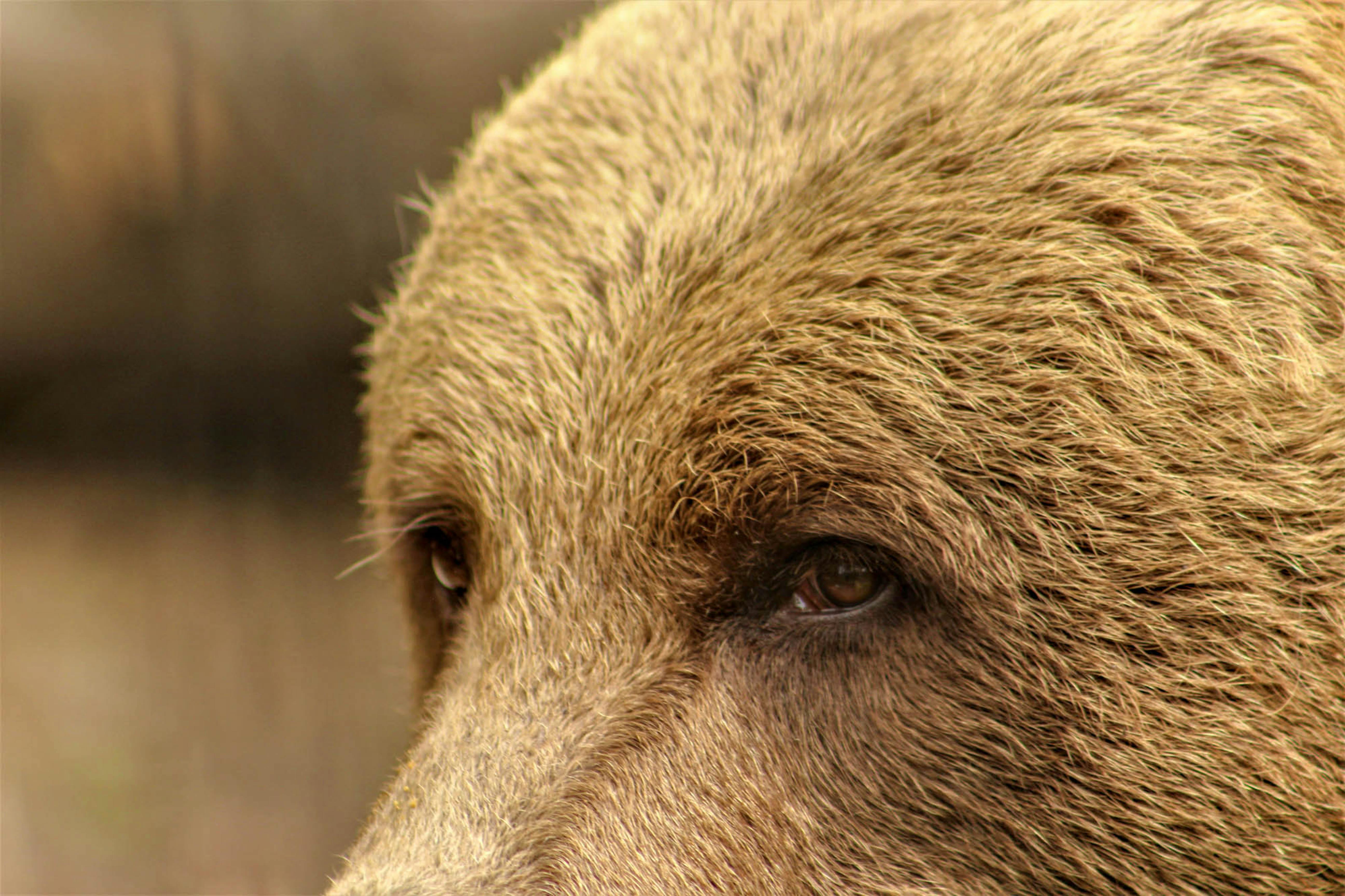 Free stock photo of animal, bear, brown eyes