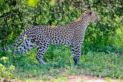 Kostnadsfri bild av afrika, afrikansk leopard, afrikansk vildmark