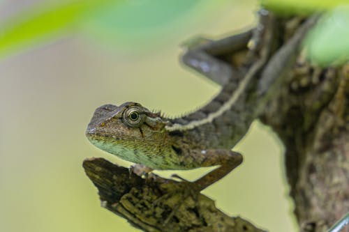 Darmowe zdjęcie z galerii z gad, jaszczurka, natura