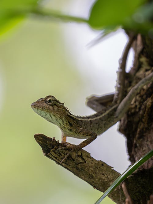 Lizard on Branch