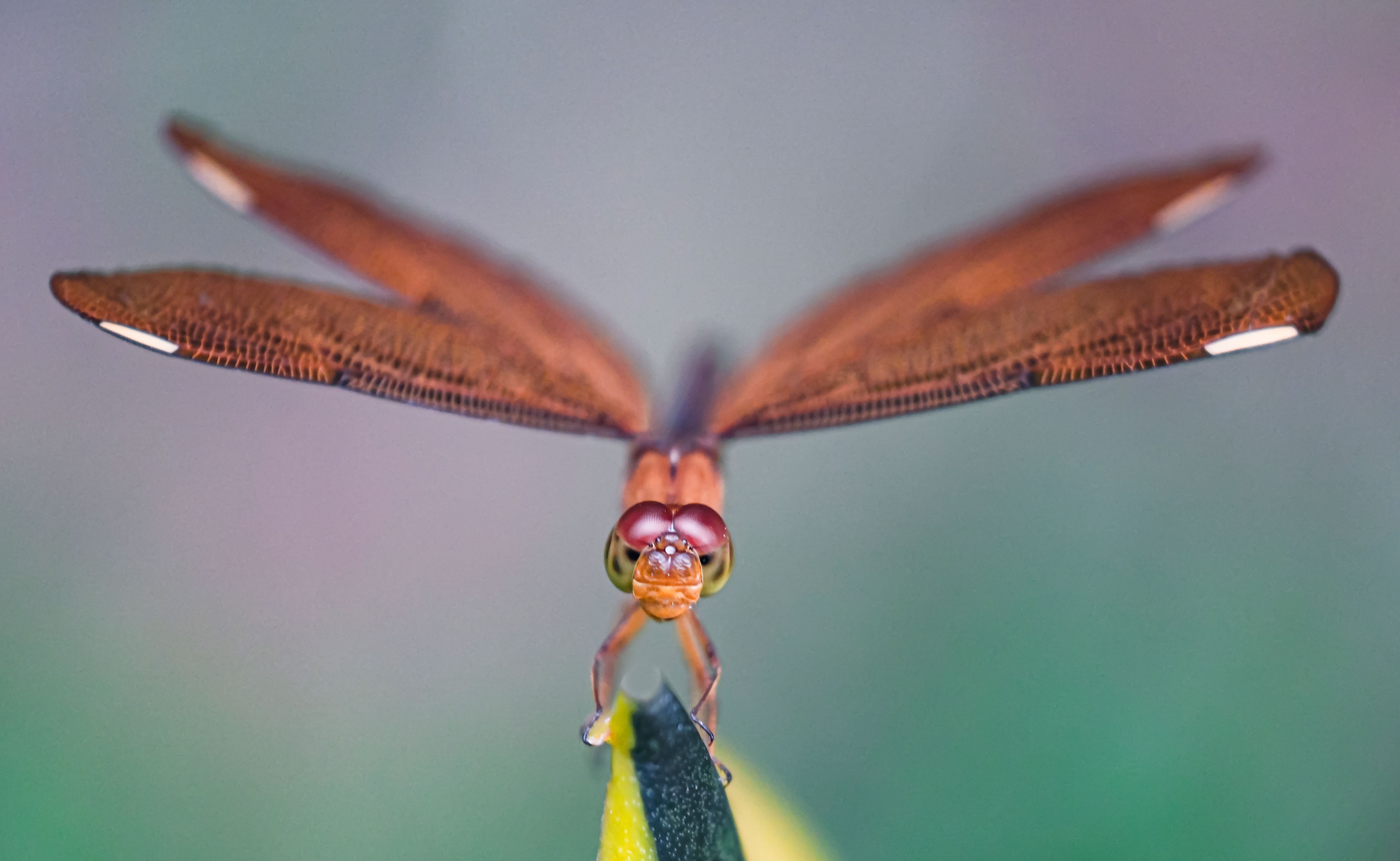 Red Dragonfly Sitting on a Plant · Free Stock Photo