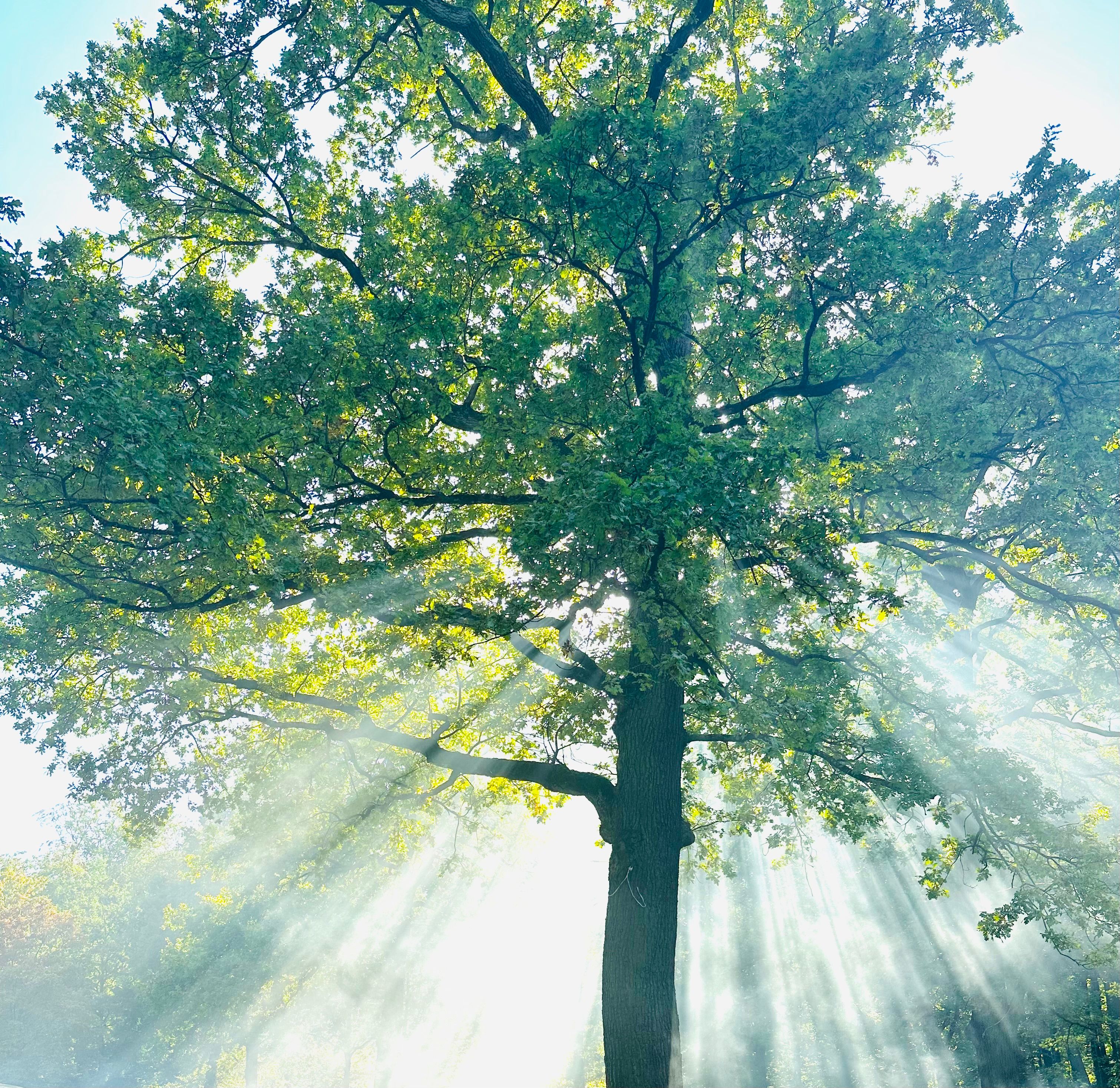 Tree and Sunbeams behind · Free Stock Photo
