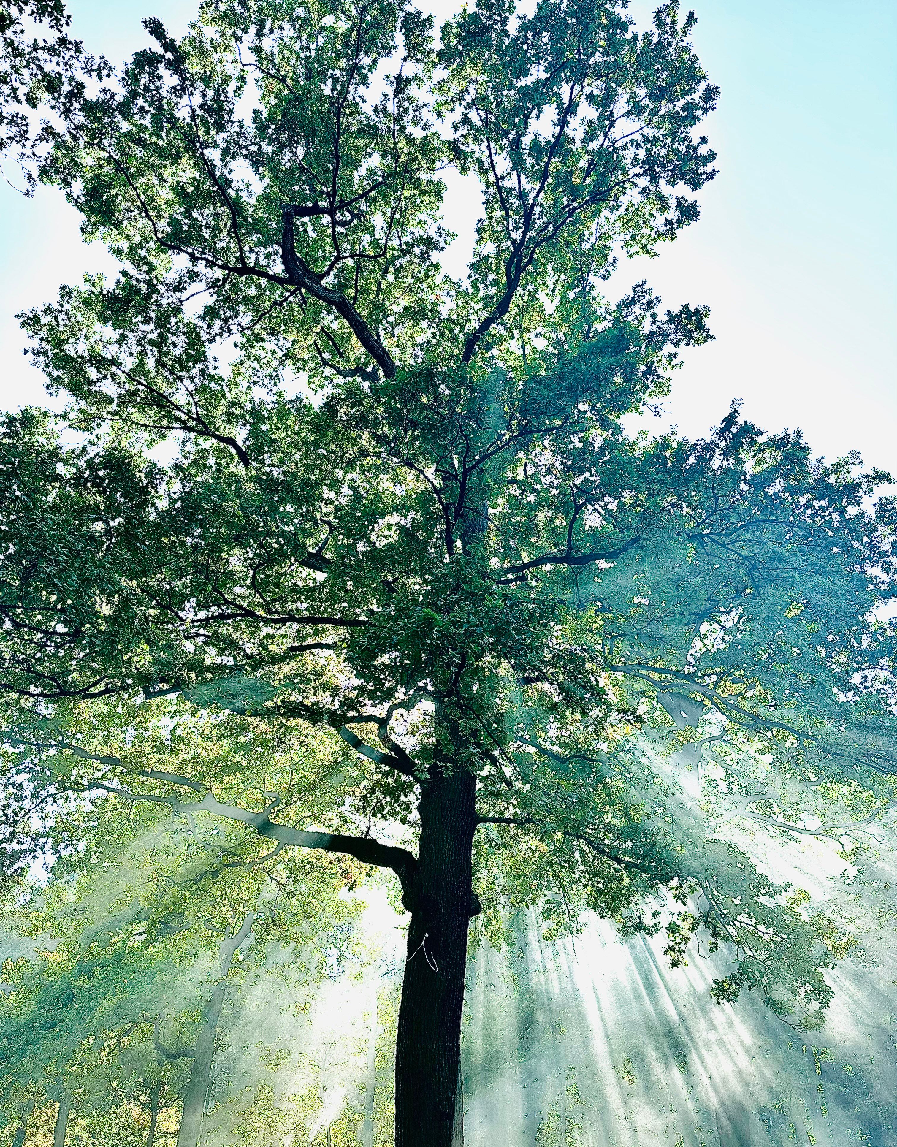 Tree in Sunlight · Free Stock Photo