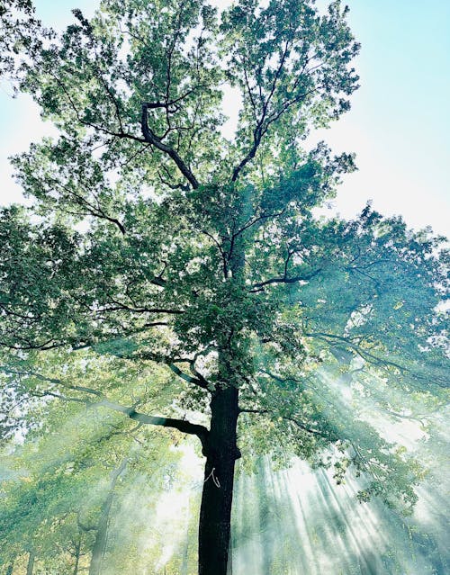 Immagine gratuita di albero, deciduo, estate