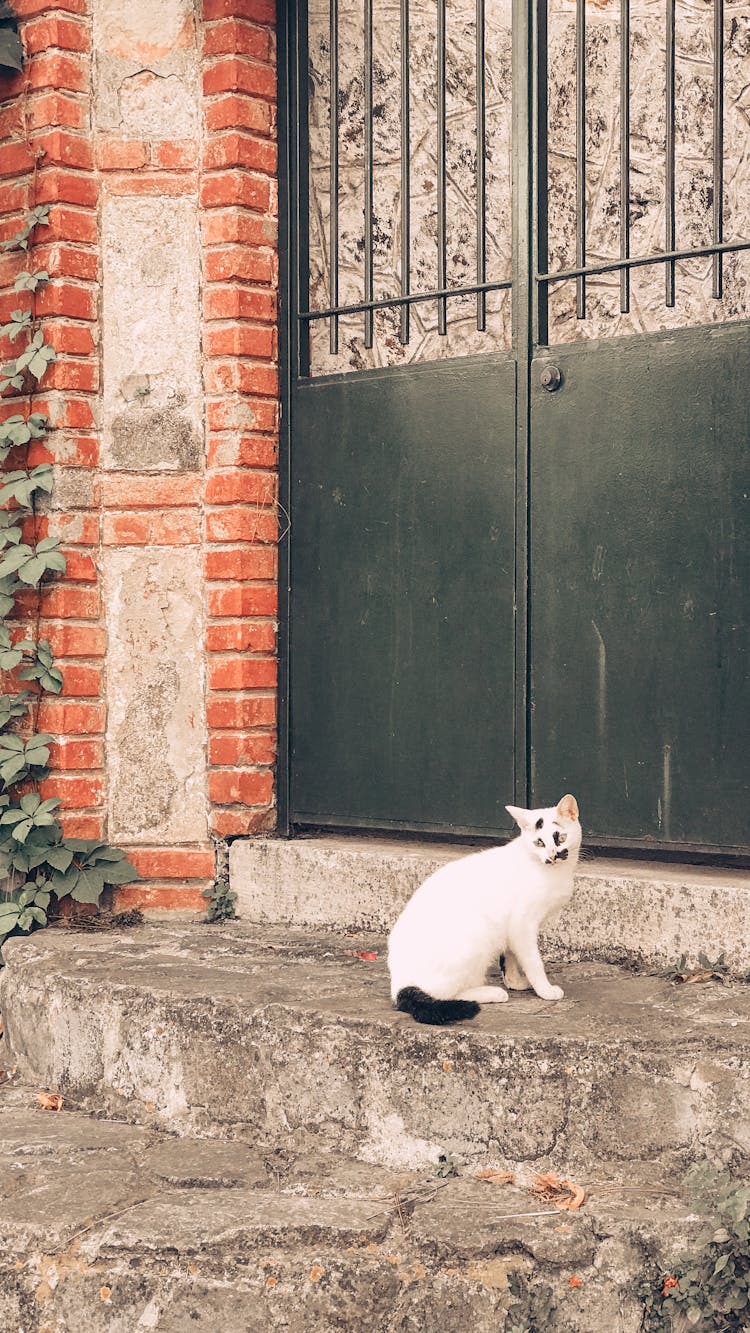 Cat Sitting On Stone Steps