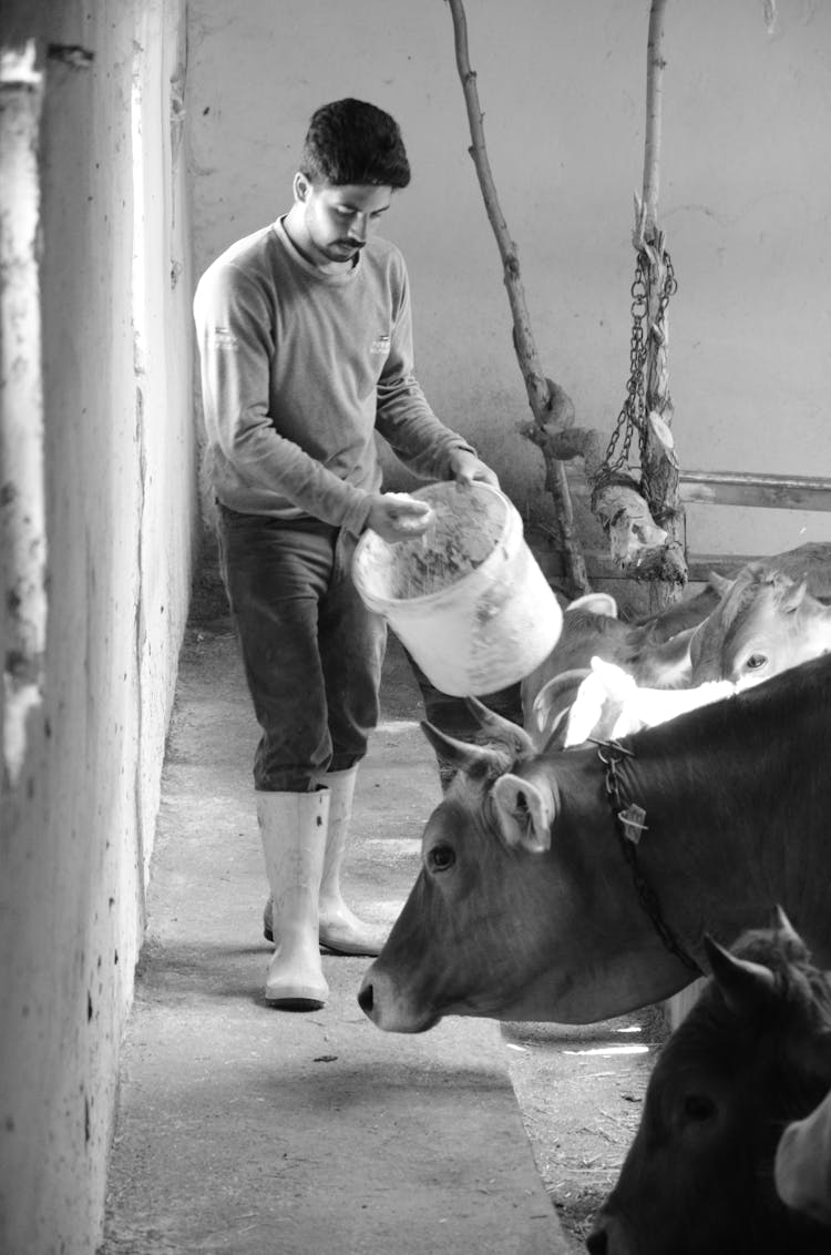 Man Feeding Cows In The Barn