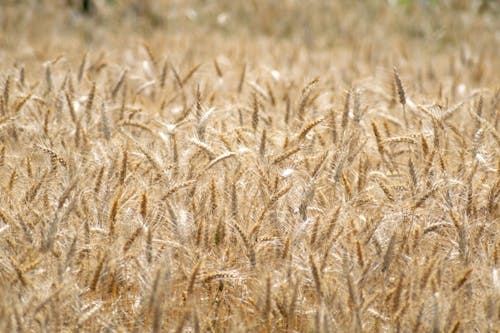 Ears of Grain in a Barley Field
