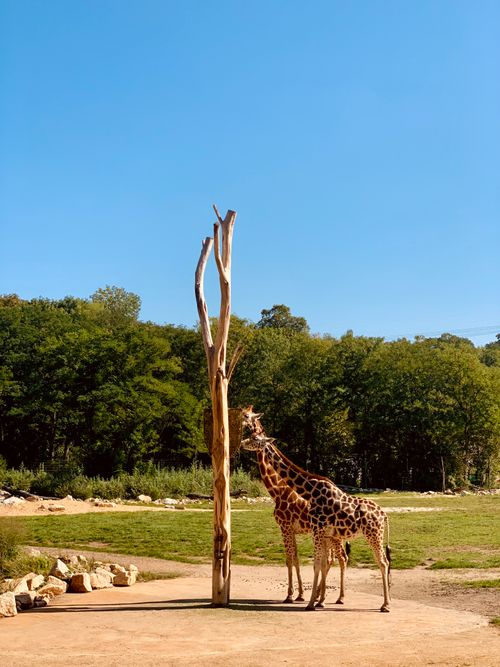 Free Two giraffes eating from a tall tree under a bright blue sky in the savannah. Stock Photo