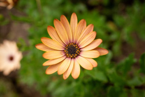 Beautiful flowers with a blurred background