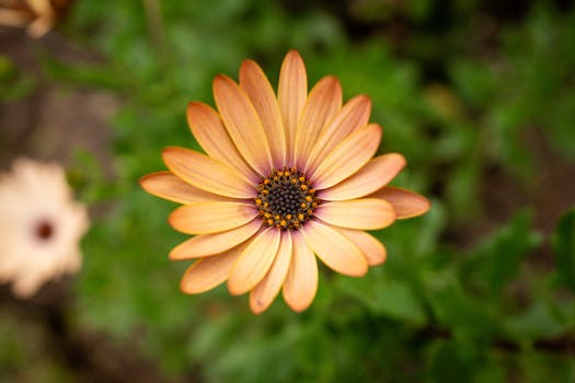 Macro shot of a bright orange daisy flower with soft green background in Huila, Colombia.