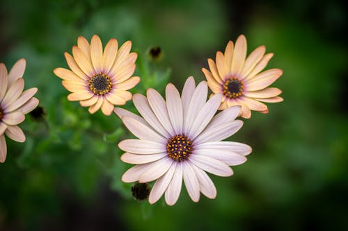 Beautiful flowers with a blurred background