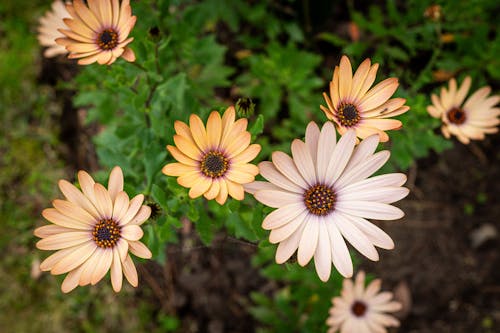 Beautiful flowers with a blurred background