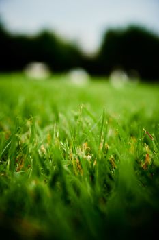 Blurred close-up photo of lush green grass in a sunny meadow.